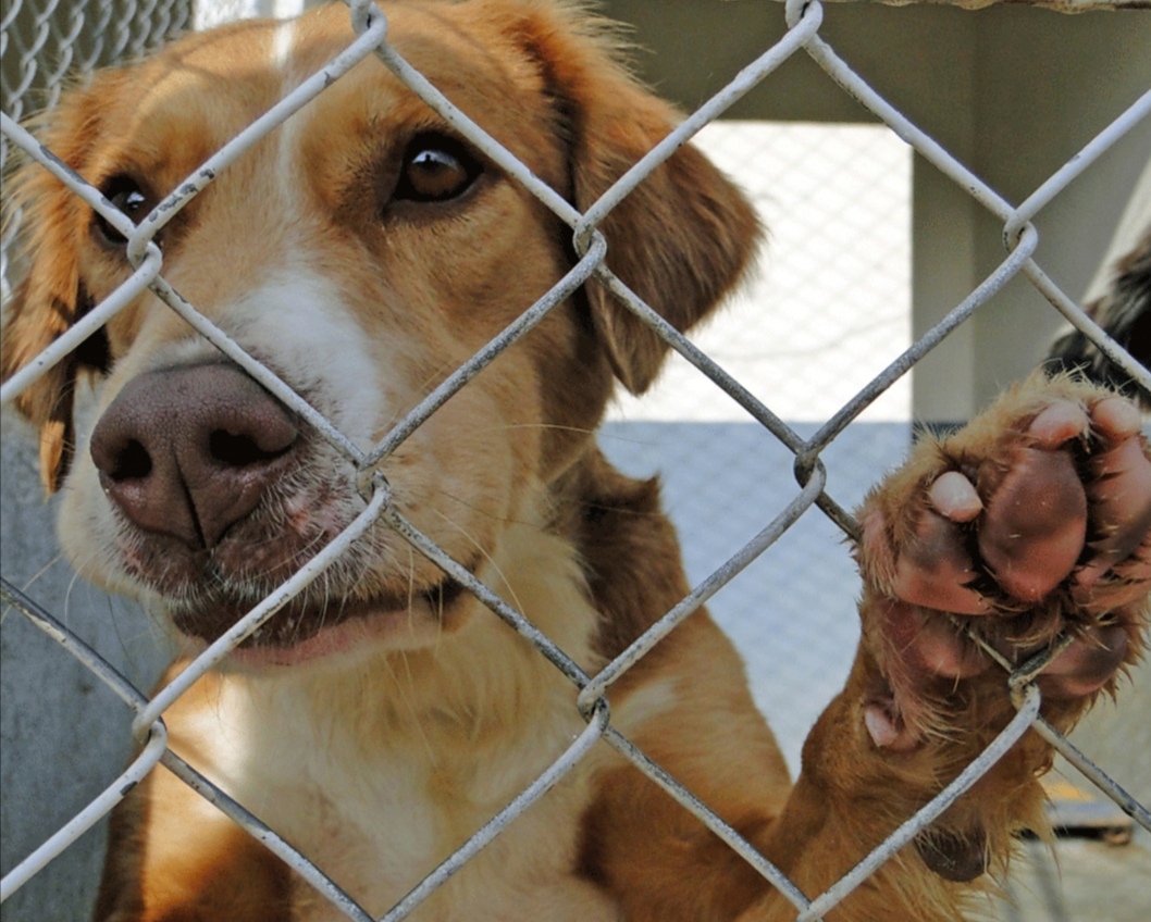 Cão desconhecido "silencia" Gabú e a população fecha-se dentro