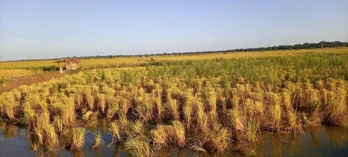 CPLP: “Insegurança alimentar está relacionada com conflito geopolítico”