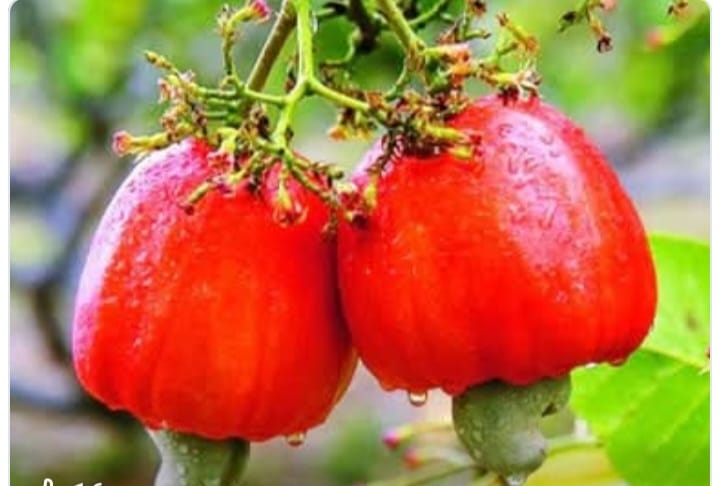 União de Camponeses denuncia roubos e preço injusto do caju