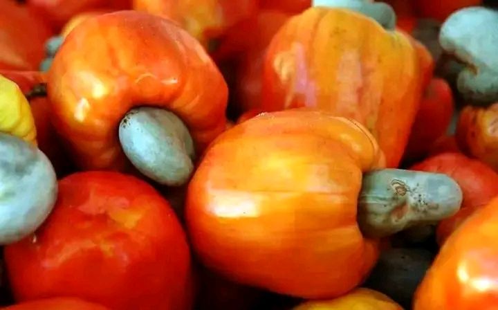 Governo aprova sistema para monitorar escoamento de caju